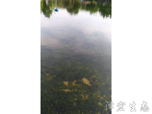 顺德某公园项目